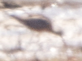 Hudsonian Godwit